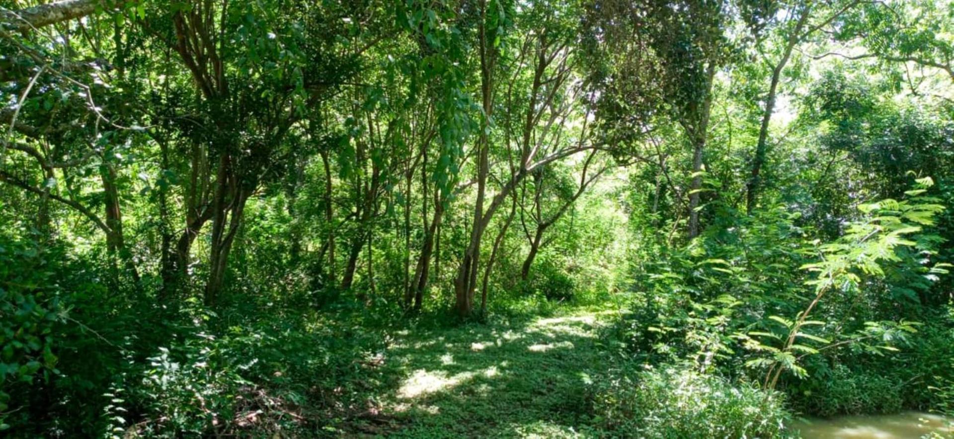 Lavish Eco Jungle Hotel Tissamaharama Luaran gambar