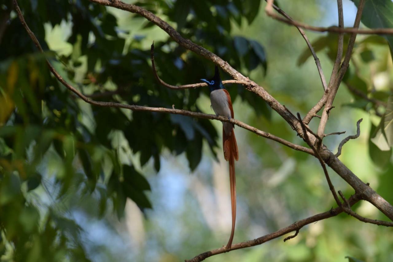 Lavish Eco Jungle Hotel Tissamaharama Luaran gambar